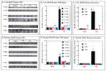 p38 MAPK beta Antibody in Western Blot (WB)