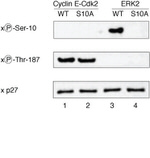 Phospho-p27 Kip1 (Ser10) Antibody in Western Blot (WB)