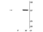 Phospho-p38 MAPK (Thr180, Tyr182) Antibody in Western Blot (WB)