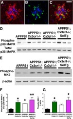 Phospho-p38 MAPK (Thr180, Tyr182) Antibody in Western Blot, Immunohistochemistry (WB, IHC)