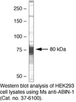 TNIP1 Antibody in Western Blot (WB)