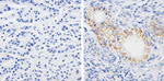 Claudin 7 Antibody in Immunohistochemistry (Paraffin) (IHC (P))