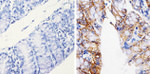 Claudin 7 Antibody in Immunohistochemistry (Paraffin) (IHC (P))