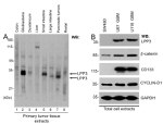 PPAP2B Antibody in Western Blot (WB)