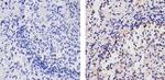 AID Antibody in Immunohistochemistry (Paraffin) (IHC (P))