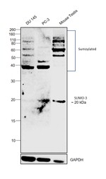 SUMO-3 Antibody in Western Blot (WB)