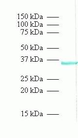 PP2CA Antibody in Western Blot (WB)