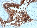 Ep-CAM/CD326 Antibody in Immunohistochemistry (Paraffin) (IHC (P))