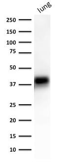 Ep-CAM/CD326 Antibody in Western Blot (WB)