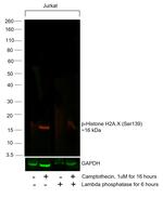 Phospho-Histone H2A.X (Ser139) Antibody