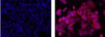 Mouse IgG2b kappa Isotype Control in Immunocytochemistry (ICC/IF)
