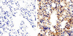 Connexin 37 Antibody in Immunohistochemistry (Paraffin) (IHC (P))