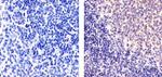 RelB Antibody in Immunohistochemistry (Paraffin) (IHC (P))