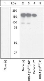 Phospho-IRS1 (Tyr612) Antibody