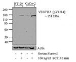 Phospho-VEGF Receptor 2 (Tyr1214) Antibody