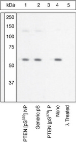 Phospho-PTEN (Ser370) Antibody in Western Blot (WB)