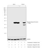 Phospho-Histone H3 (Ser10) Antibody in Western Blot (WB)