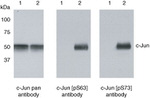 Phospho-c-Jun (Ser73) Antibody in Western Blot (WB)