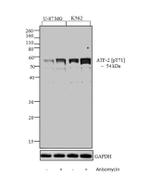 Phospho-ATF2 (Thr71) Antibody