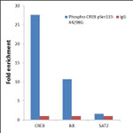 Phospho-CREB (Ser133) Antibody in ChIP Assay (ChIP)