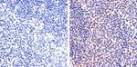 Phospho-STAT5 alpha (Tyr694) Antibody in Immunohistochemistry (Paraffin) (IHC (P))
