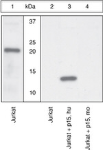 BID p15 Antibody in Western Blot (WB)