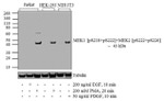 Phospho-MEK1/MEK2 (Ser218, Ser222, Ser226) Antibody