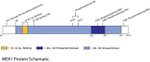 Phospho-MEK1/MEK2 (Ser218, Ser222, Ser226) Antibody