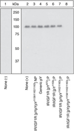 Phospho-IR/IGF1R (Tyr1158, Tyr1162, Tyr1163) Antibody in Western Blot (WB)