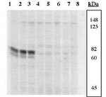 SRC Family Negative Regulatory (pY) Site Antibody in Western Blot (WB)