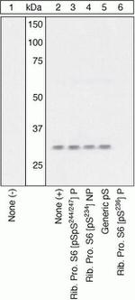 Phospho-S6 (Ser236) Antibody in Western Blot (WB)