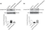 Phospho-PAK1/2/3 (Ser141) Antibody in Western Blot (WB)