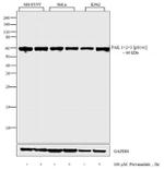 Phospho-PAK1/2/3 (Ser141) Antibody in Western Blot (WB)