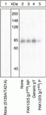 Phospho-PAK1/2/3 (Thr423) Antibody in Western Blot (WB)