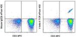 TCR V beta 8 Antibody in Flow Cytometry (Flow)
