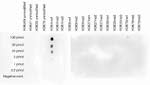 H3K4me1 Antibody in Dot Blot (DB)
