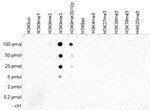 H3K9me3 Antibody in Dot Blot (DB)