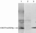 H3K27me3S28ph Antibody in Immunoprecipitation (IP)