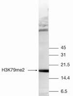 H3K79me2 Antibody in Western Blot (WB)