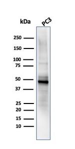 Ornithine Decarboxylase-1 (ODC-1) Antibody in Western Blot (WB)