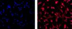 Oligodendrocyte Marker O1 Antibody in Immunocytochemistry (ICC/IF)