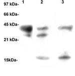 TGF beta Antibody in Western Blot (WB)
