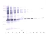 ApoE3 Antibody in Western Blot (WB)