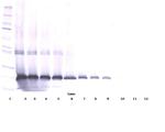 IL17D Antibody in Western Blot (WB)