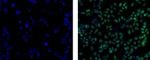 SOX2 Antibody in Immunocytochemistry (ICC/IF)