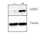 Phospho-SAE1 (Ser185) Antibody in Western Blot (WB)