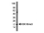 H3K18me3 Antibody in Western Blot (WB)