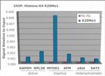 H4K20me1 Antibody in ChIP Assay (ChIP)