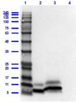 Cxcl1 Antibody in Western Blot (WB)
