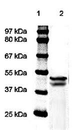 ERK1/2 (P44-MAPK) Antibody in Western Blot (WB)